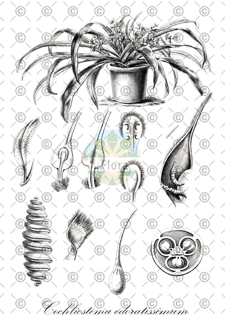 HistAbb_wfo-0000357523_2_ENZY_Simple | Historische Abbildung von Cochliostema odoratissimum - Commelinaceae | Historical Illustration of Cochliostema odoratissimum - Commelinaceae
