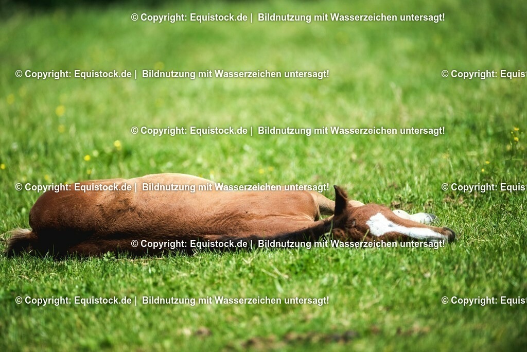 20210617_Fohlen_0283 | Foto: Thomas Hartig