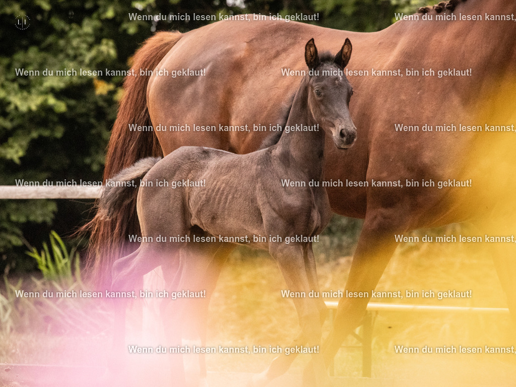 A10I5123 | photographylinaismer - Realisiert mit Pictrs.com