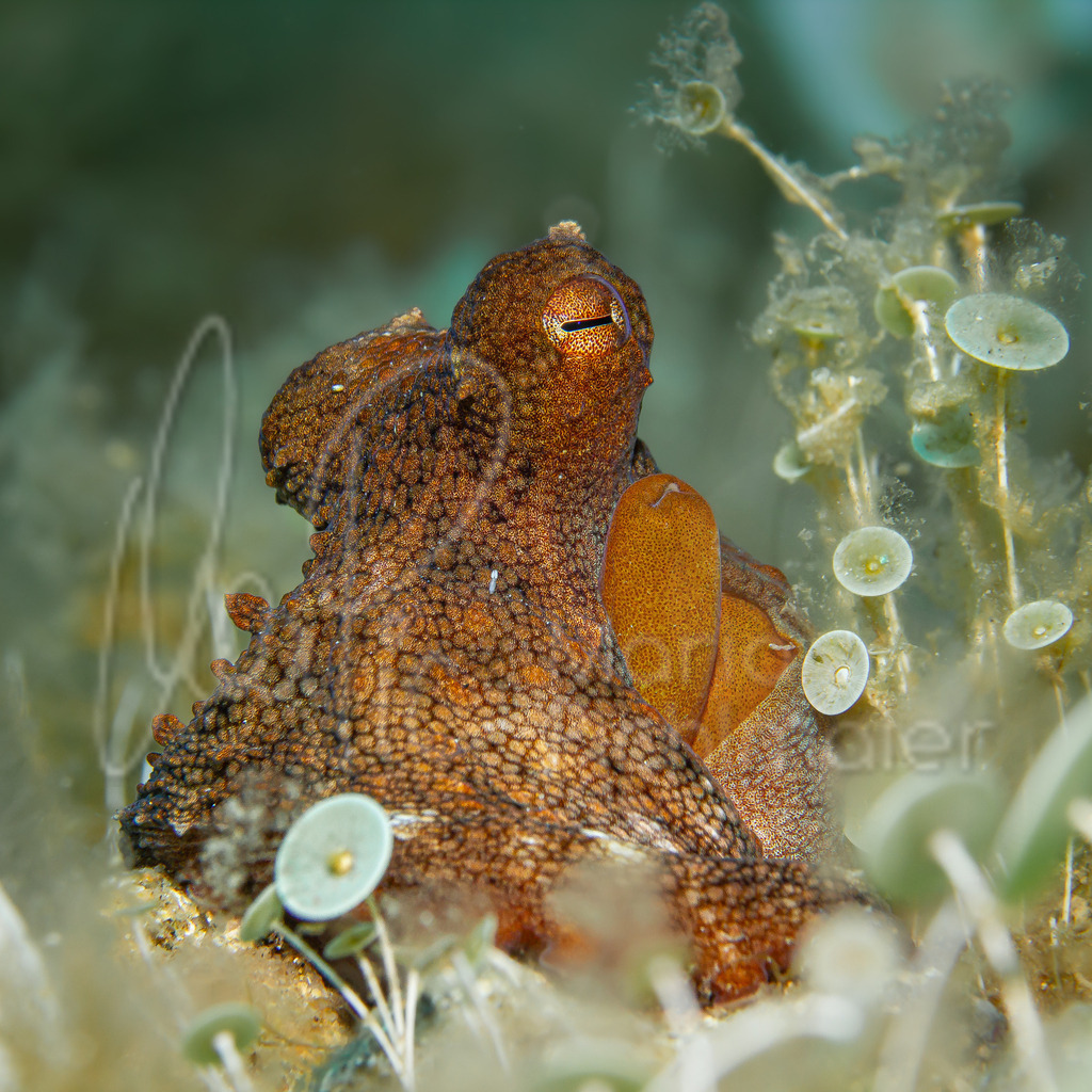 Octopus vulgaris | Cast: Pulpo de roca, Ang: Common octopus, Fr: Pienoire, poulpe,  Al: Krake - Realisiert mit Pictrs.com