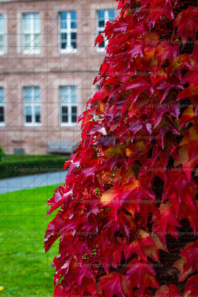20251019172128D75_8931 | Kaufen sie online außergewöhnliche Fotografien auf Leinwand Acrylglas Fotoprint Aludibond von holgerweigeltfotografie - Realisiert mit Pictrs.com