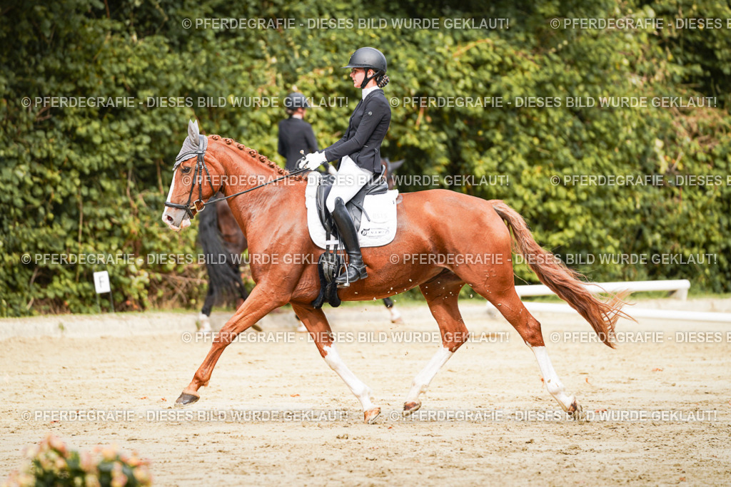 DSC01942 | Pferdegrafie