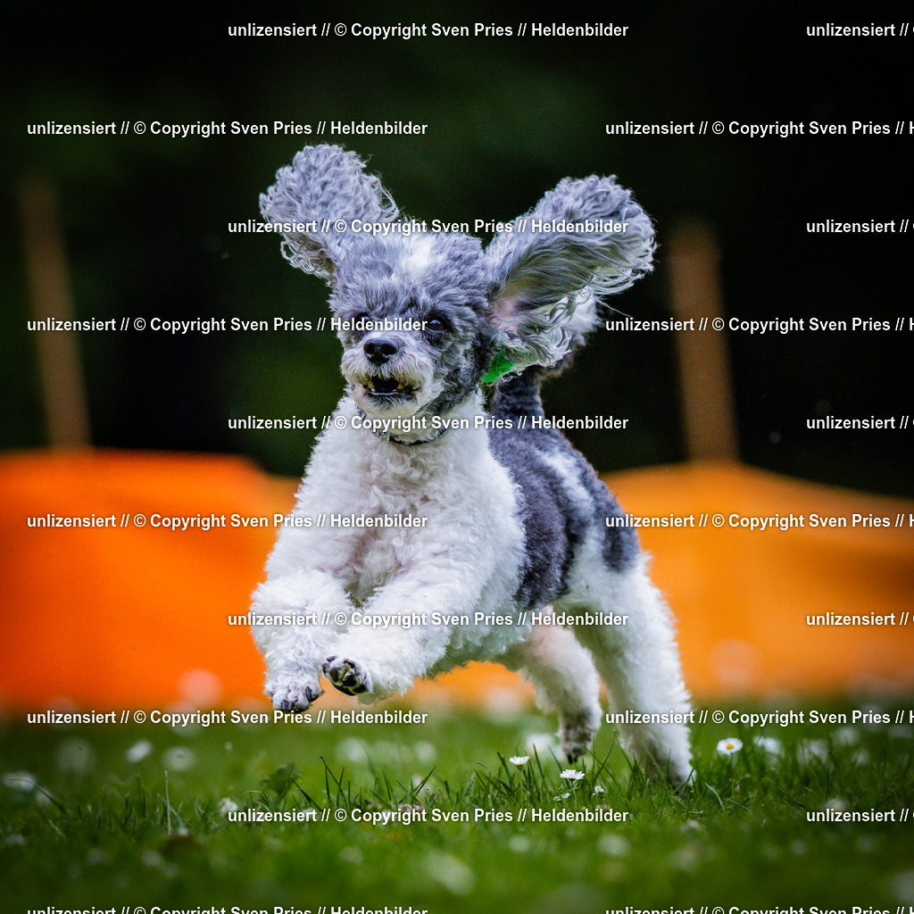 Sven Pries | 2025-05-29 - Pudelrennen KA-Durlach - Realisiert mit Pictrs.com