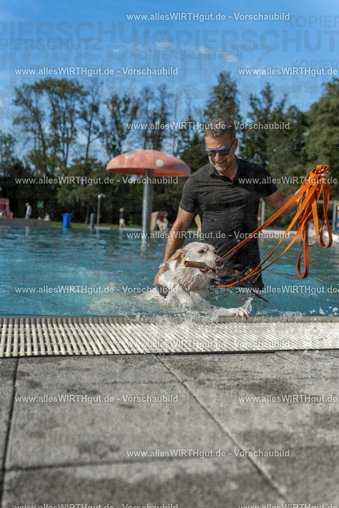 Hundeschwimmen_Volksbad_2026-allesWIRTHgut_Tierfotografie-2609061544-7R501752 | Professionelle Tierfotografie in Mönchengladbach von Daniel Wirth (allesWIRTHgut). Liebevolle & natürliche Bilder von Hunden & Katzen für unvergessliche Erinnerungen.