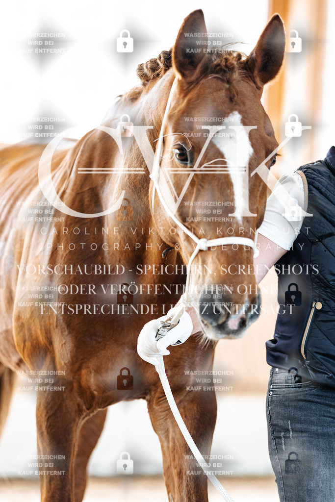 CK906180 | Turnierfotografie Pferdefotografie Trier Rheinland-Pfalz Pferdesport Reitsport Tierfotografie Sportfotografie Pferdevideo Pferdevideografie Equestrianvideography equestrianphotography  - Realisiert mit Pictrs.com