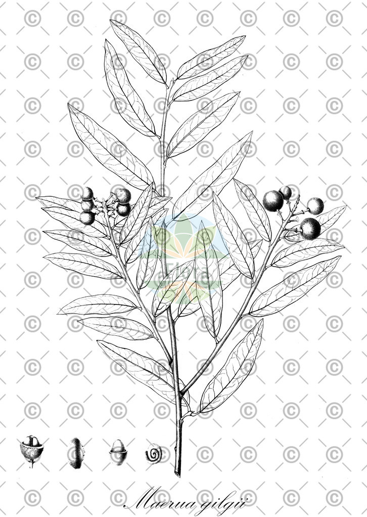 HistAbb_wfo-0001085578_1_ENZY_Simple | Historische Abbildung von Maerua gilgii - Capparaceae | Historical Illustration of Maerua gilgii - Capparaceae
