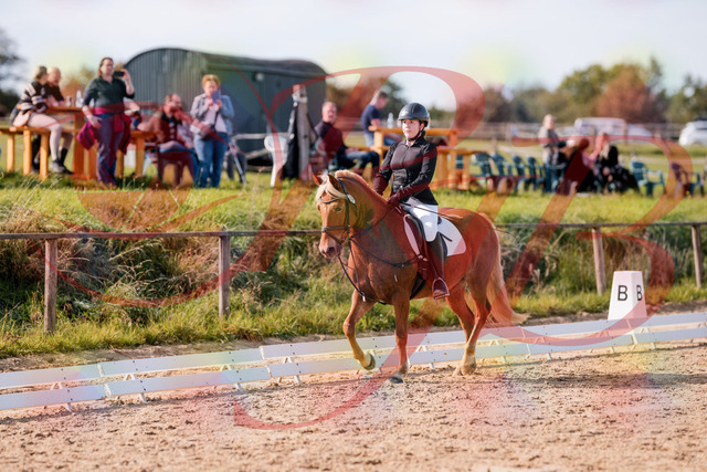 2026_10_03_Siefer-Hof_122308_Z81_23024443 | Professionelle Reitsport-, Turnier- und Eventfotografie von Robert Broda. Galerien mit ausgewählten und bearbeiteten Bildern direkt online ansehen und bestellen.