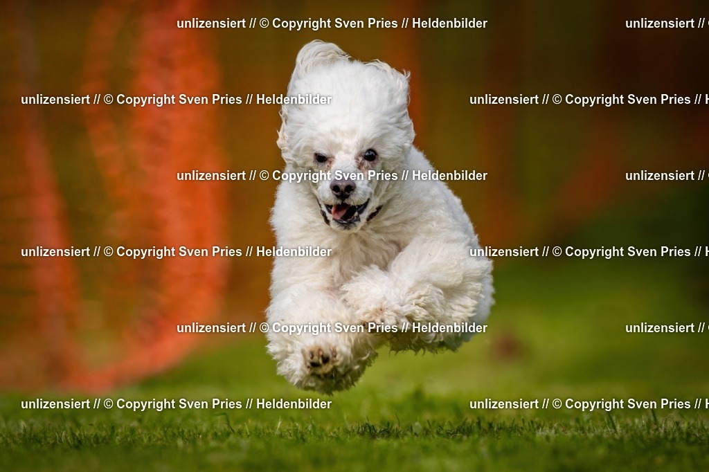 Sven Pries | 2024-09-22 - Hunderennen Baden-BadenPudelverein - Realisiert mit Pictrs.com