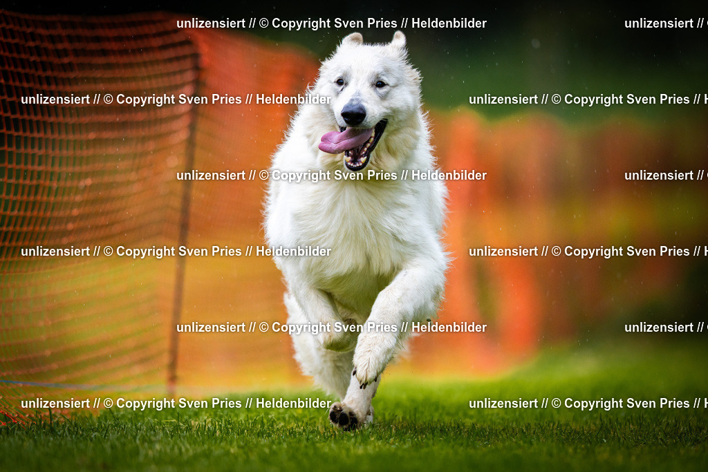 Sven Pries | 2025-09-21 - Hunderennen Baden-Oos - Realisiert mit Pictrs.com