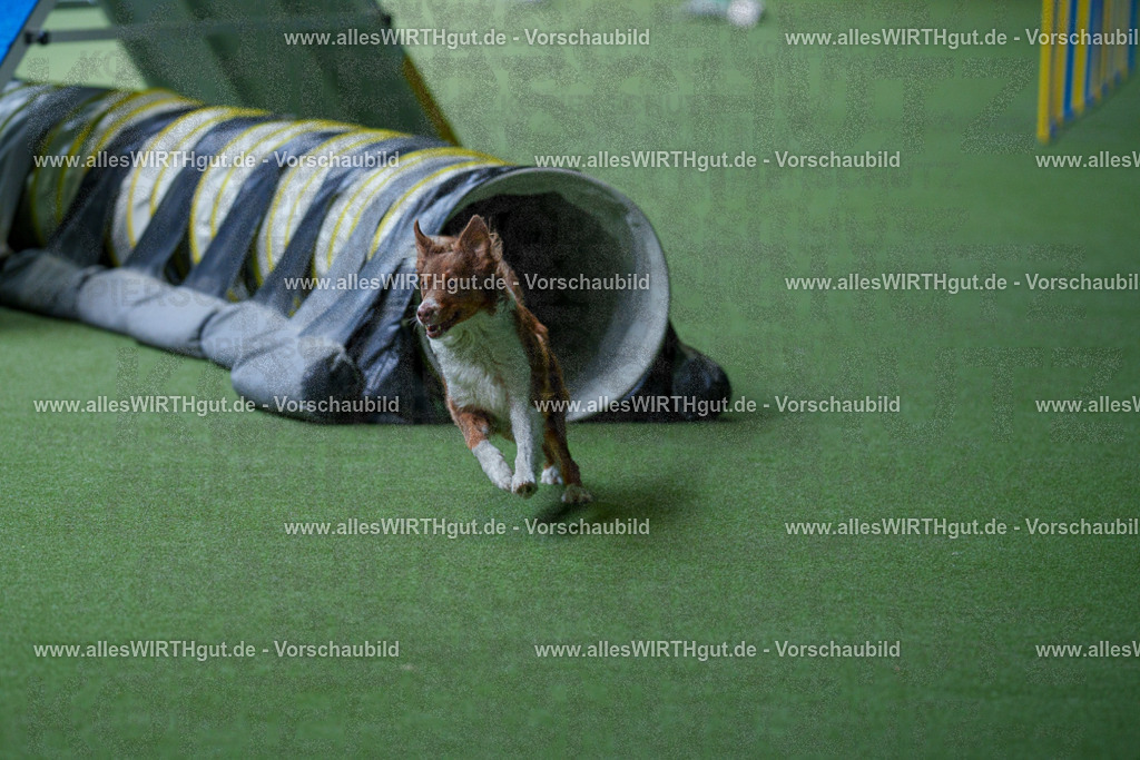 @allesWIRTHgut_Tierfotografie - www.allesWIRTHgut.de - 2604251226-7R501762 | Professionelle Tierfotografie in Mönchengladbach von Daniel Wirth (allesWIRTHgut). Liebevolle & natürliche Bilder von Hunden & Katzen für unvergessliche Erinnerungen.