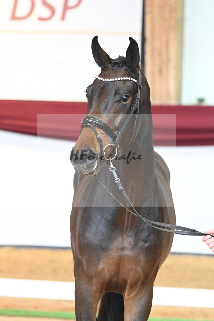 Kat-Nr. 76 v. Zackerey_Pfitzer_66221964 | hf-fotografie - Realisiert mit Pictrs.com