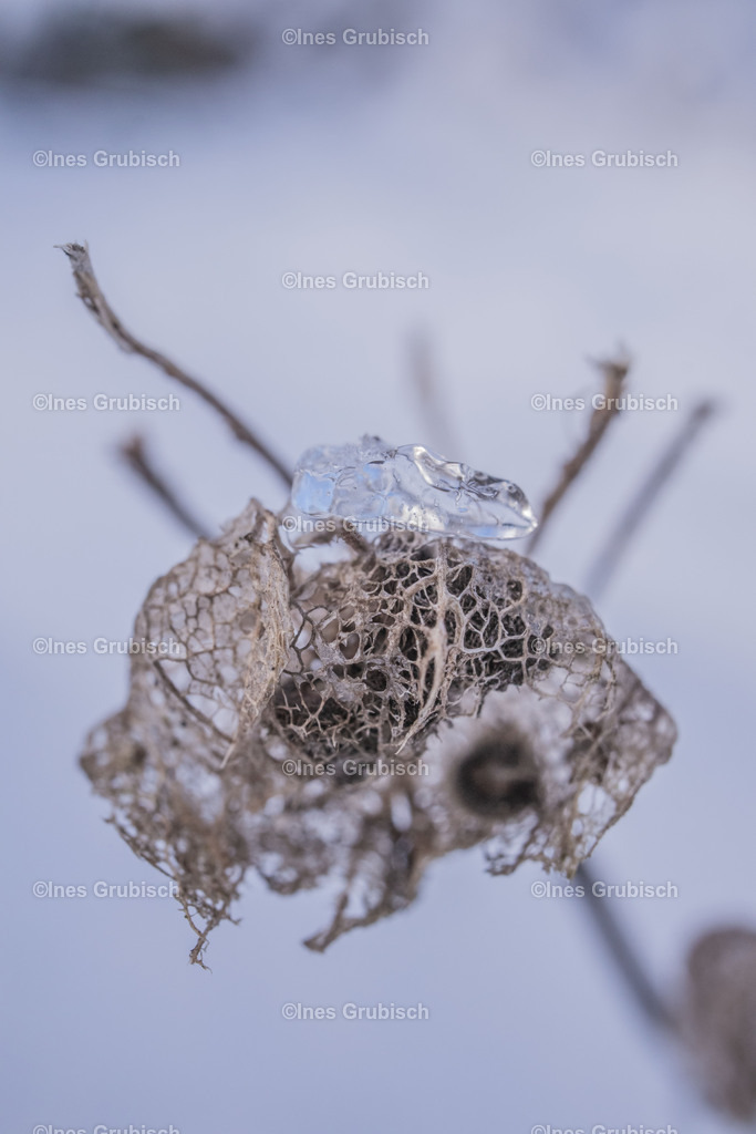 Eine Blüte im Winter | Lila Lubbenbomm - Artwork by Ines Grubisch - Realisiert mit Pictrs.com