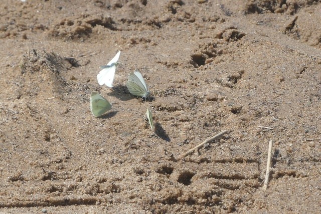 Durstige Schmetterlinge | Verkauf von Fotos und  Videoclips zumThema Natur.Motive sind Pflanzen, Tiere, Landschaftenund Wetter - Realisiert mit Pictrs.com