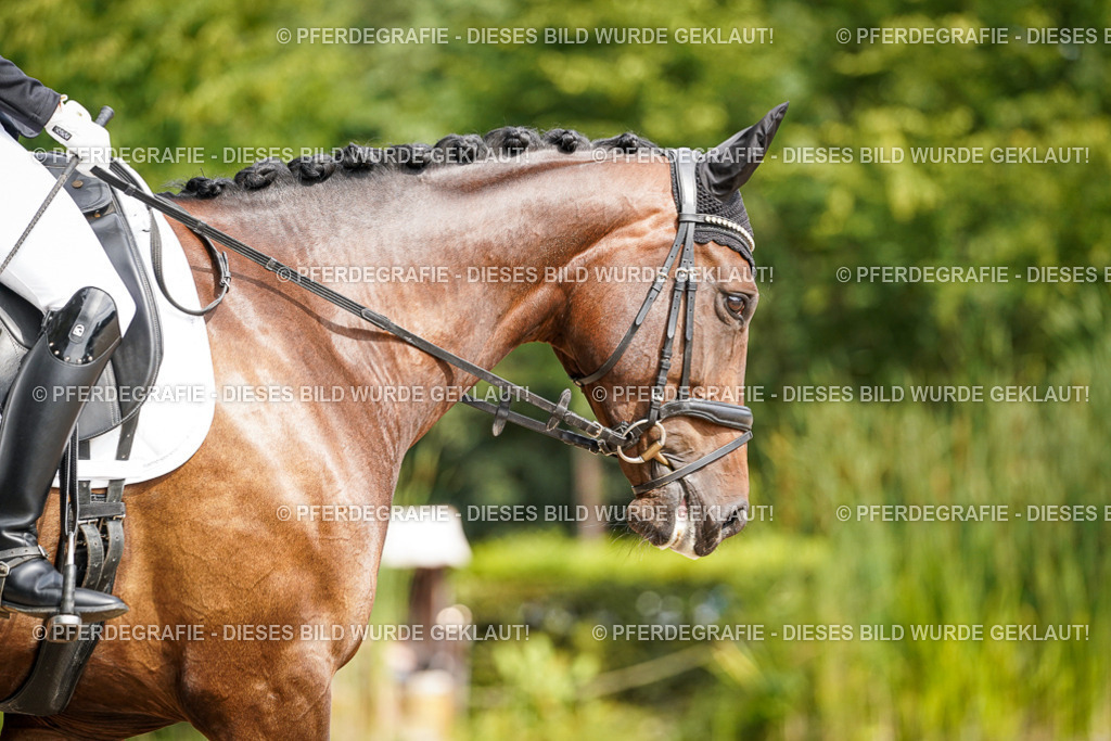 DSC07818 | Pferdegrafie