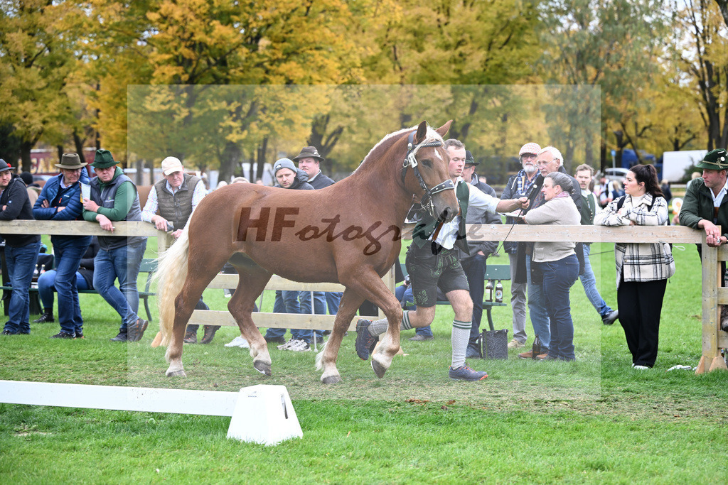 Kat-Nr. 71 Josefine v. Sir_Kramer_41251548 | hf-fotografie - Realizzato con Pictrs.com