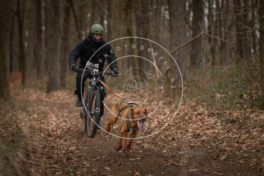 Pfotenfotografie_DV3A7050 | Hundefotografie, Tierfotograf, Pfotenfotografie, Fotoshooting Hund, Hunde Portrait, Hundesport, Hundeportraits, Heideshooting, Hunde, Sportfotograf, Hundefotograf, Turnierhundsport, THS,  - Realisiert mit Pictrs.com