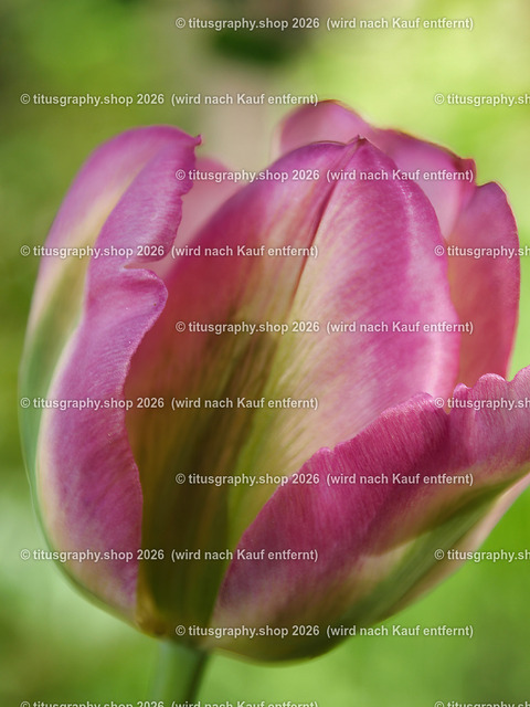 titusgraphy-P5057651_var-009 | Fotokunstarbeit aus der INSTAGRAM-Gallerie auf titusgraphy.eu - Realisiert mit Pictrs.com