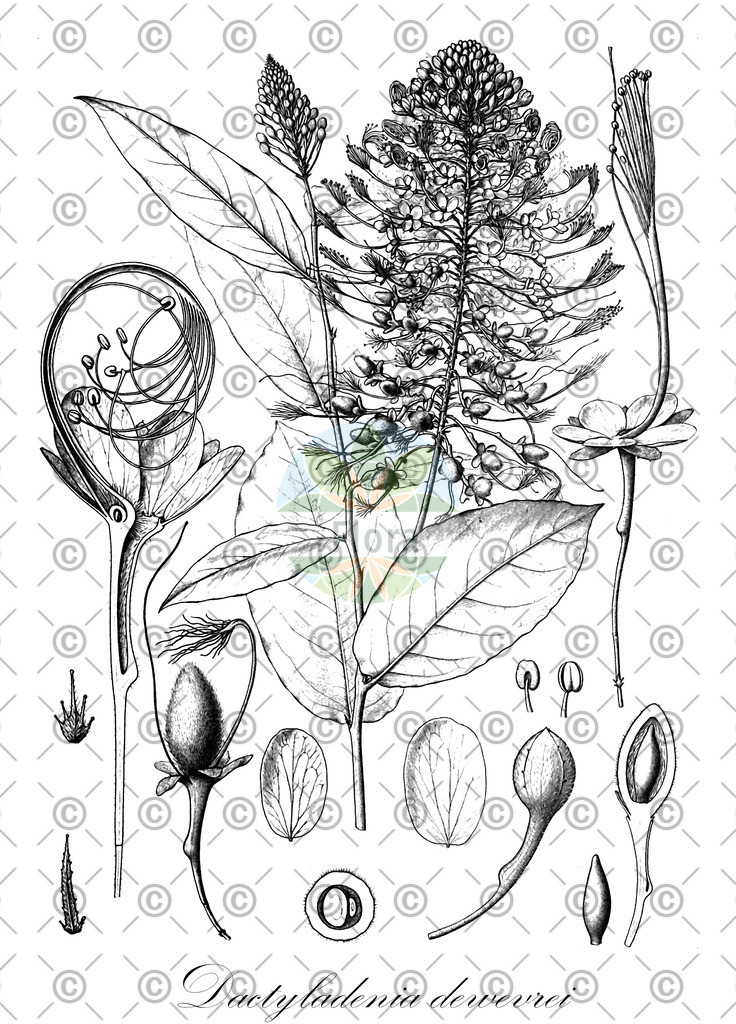 HistAbb_wfo-0000636812_1_ENZY_Simple | Historische Abbildung von Dactyladenia dewevrei - Chrysobalanaceae | Historical Illustration of Dactyladenia dewevrei - Chrysobalanaceae