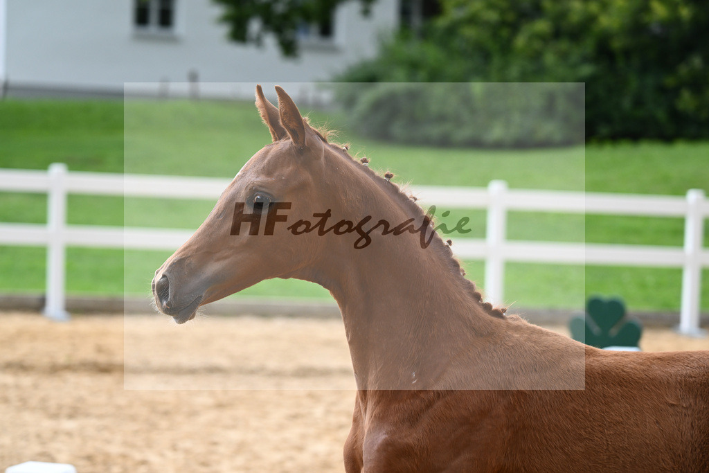 Kat-Nr. 18 Valenziano x Bossanova_HLG Schwaiganger_27140621 | hf-fotografie - Realisiert mit Pictrs.com