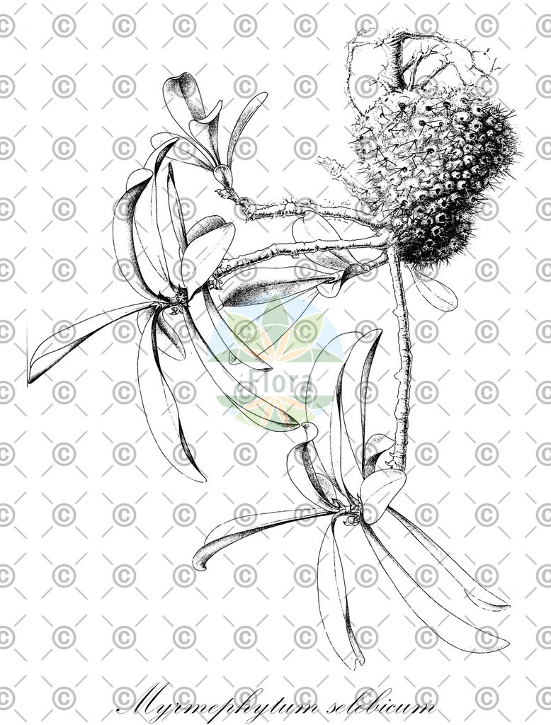 HistAbb_wfo-0000475357_1_ENZY_Simple | Historische Abbildung von Myrmephytum selebicum - Rubiaceae | Historical Illustration of Myrmephytum selebicum - Rubiaceae