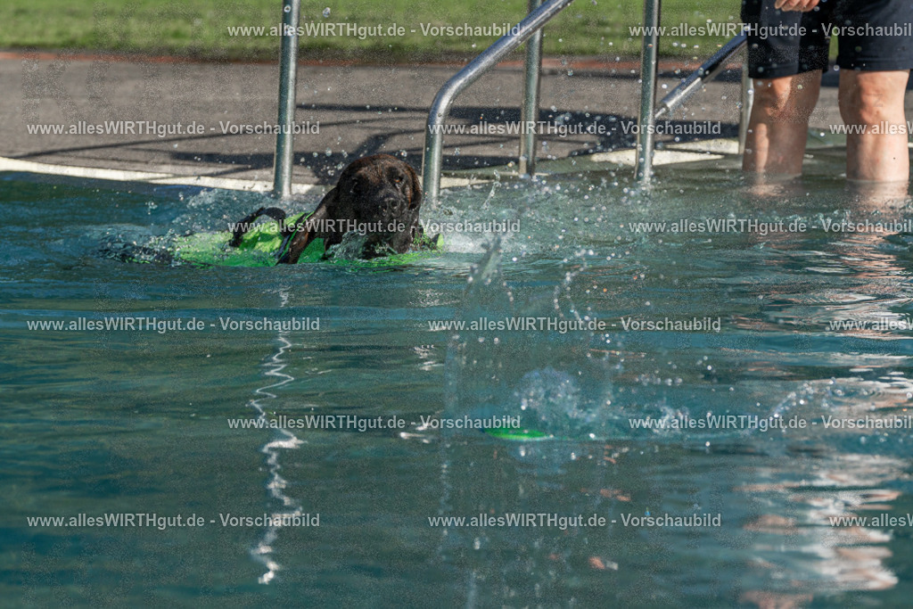 Hundeschwimmen_Volksbad_2026-allesWIRTHgut_Tierfotografie-2609061610-FAY07411 | Professionelle Tierfotografie in Mönchengladbach von Daniel Wirth (allesWIRTHgut). Liebevolle & natürliche Bilder von Hunden & Katzen für unvergessliche Erinnerungen.