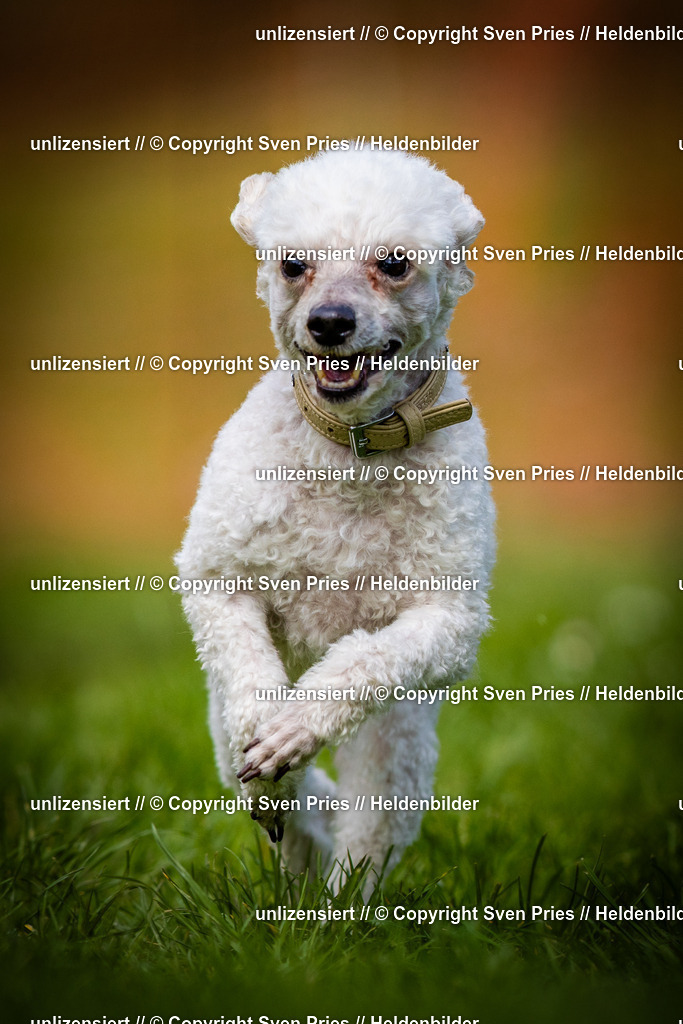 Sven Pries | 2025-04-13 - Hunderennen Baden-Baden - Realisiert mit Pictrs.com