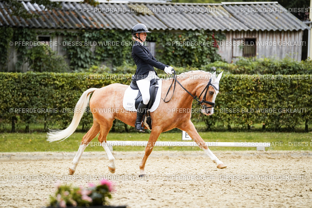 DSC01174 | Pferdegrafie