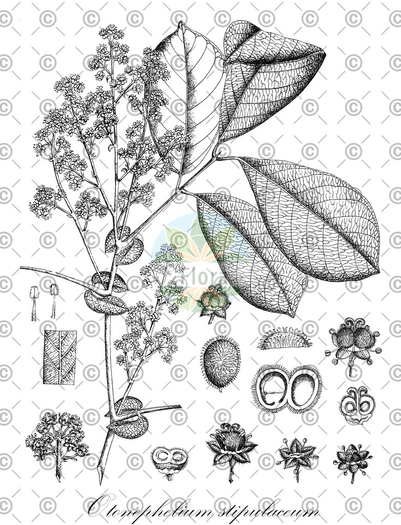 HistAbb_EMP_127748_1_SIMPLE | Historische Abbildung von Otonephelium stipulaceum - Sapindaceae | Historical Illustration of Otonephelium stipulaceum - Sapindaceae
