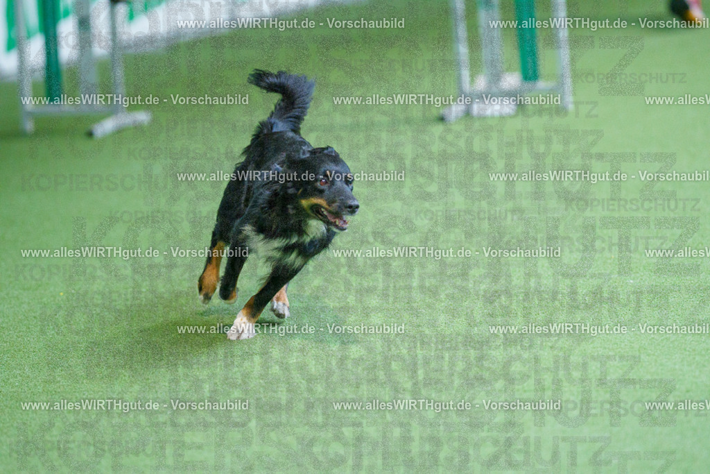 @allesWIRTHgut_Tierfotografie - www.allesWIRTHgut.de - 2604251438-7R505164 | Professionelle Tierfotografie in Mönchengladbach von Daniel Wirth (allesWIRTHgut). Liebevolle & natürliche Bilder von Hunden & Katzen für unvergessliche Erinnerungen.