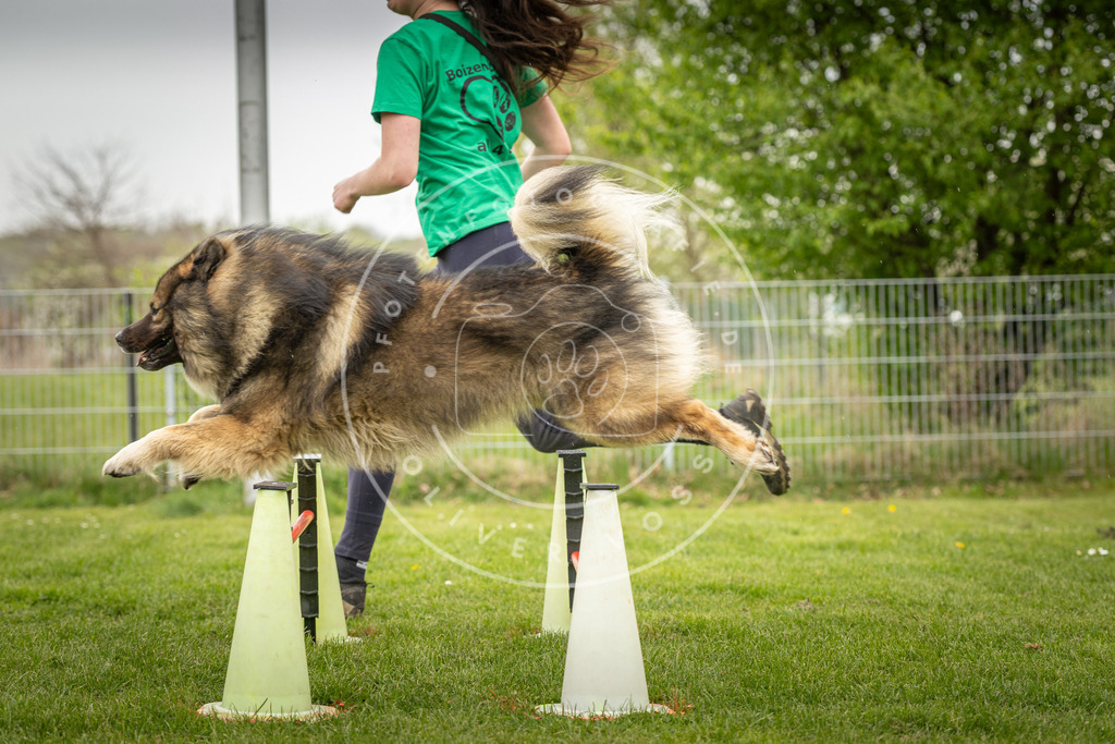 Pfotenfotografie_DV3A2969 | Hundefotografie, Tierfotograf, Pfotenfotografie, Fotoshooting Hund, Hunde Portrait, Hundesport, Hundeportraits, Heideshooting, Hunde, Sportfotograf, Hundefotograf, Turnierhundsport, THS,  - Realisiert mit Pictrs.com