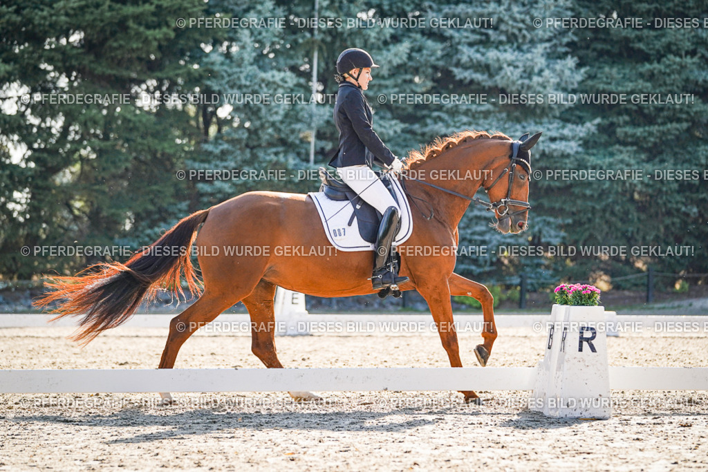 DSC09094 | Pferdegrafie