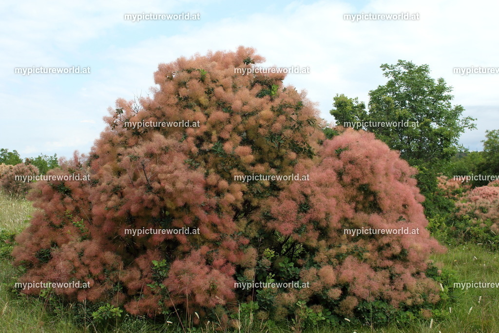 Perückenstrauch-007 | Das Bilderarchiv über Tiere, Planzen und Landschaften. In der Bilddatenbank finden Sie ein große Auswahl an hochwertigen Bilder für Ihre Werbung - Realisiert mit Pictrs.com