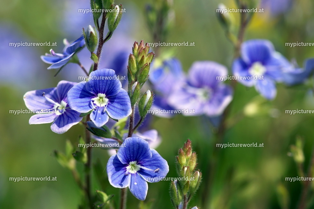 Gamander-Ehrenpreis-010 | Das Bilderarchiv über Tiere, Planzen und Landschaften. In der Bilddatenbank finden Sie ein große Auswahl an hochwertigen Bilder für Ihre Werbung - Realized with Pictrs.com