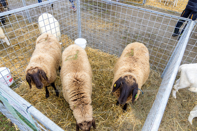 SchaZie-Tag Feldkirchen | Bildershop von pixelworld.at - Realisiert mit Pictrs.com
