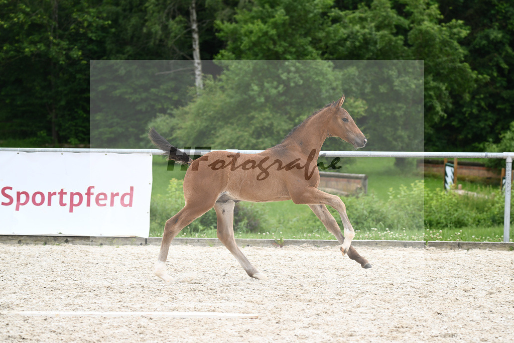 Conthalou x Catoki_HF_Lanzinner_20240866 | hf-fotografie - Realizzato con Pictrs.com