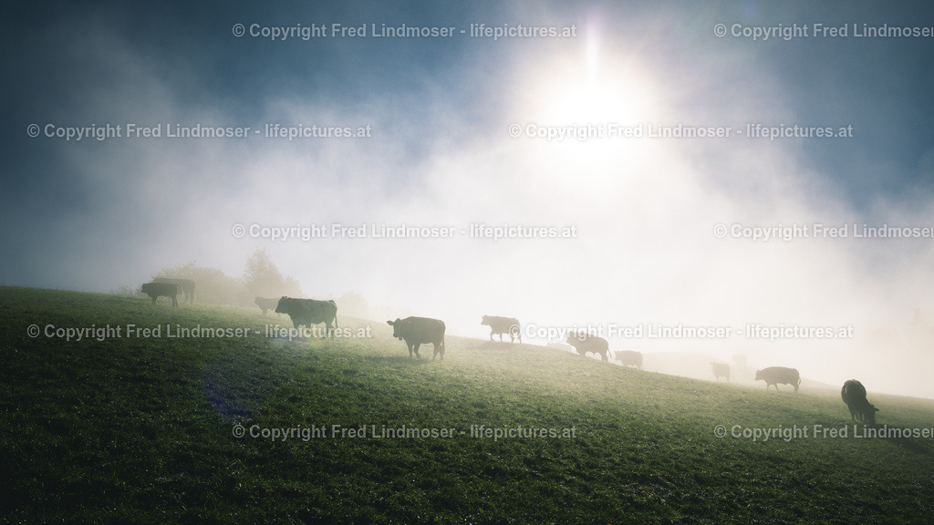 Kühe | Fotos und Fotoprodukte - Realisiert mit Pictrs.com