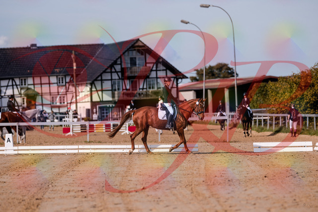 2026_10_03_Siefer-Hof_114121_Z81_84370579 | Professionelle Reitsport-, Turnier- und Eventfotografie von Robert Broda. Galerien mit ausgewählten und bearbeiteten Bildern direkt online ansehen und bestellen.