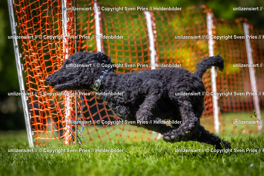 Hunderennen_April_2026_773 | 2026-04-26 - Hunderennen Baden-Oos April 2026 - Realisiert mit Pictrs.com
