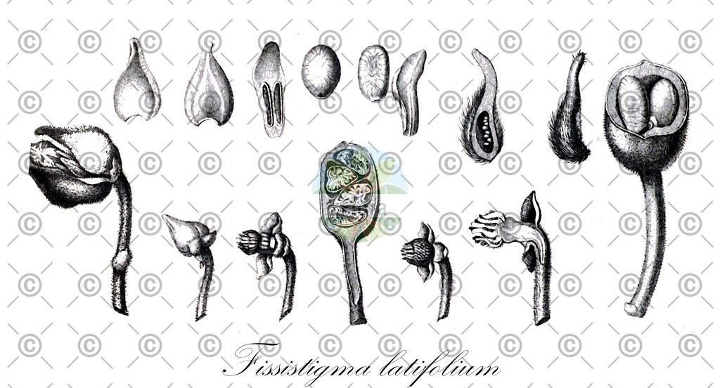 HistAbb_wfo-0000691246_1_ENZY_Simple | Historische Abbildung von Fissistigma latifolium - Annonaceae | Historical Illustration of Fissistigma latifolium - Annonaceae