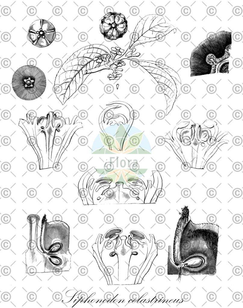 HistAbb_wfo-0000031031_1_ENZY_Simple | Historische Abbildung von Siphonodon celastrineus - Celastraceae | Historical Illustration of Siphonodon celastrineus - Celastraceae
