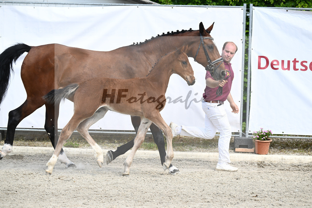 Kat-Nr. 40 HF Kassander vant Roosakker_Wagner_12231249 | hf-fotografie - Realizzato con Pictrs.com