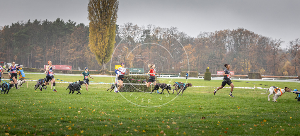 CaniXpix_DV3A8730 | Hundefotografie, Tierfotograf, Pfotenfotografie, Fotoshooting Hund, Hunde Portrait, Hundesport, Hundeportraits, Heideshooting, Hunde, Sportfotograf, Hundefotograf, Turnierhundsport, THS,  - Realisiert mit Pictrs.com