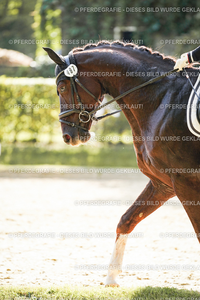 DSC08159 | Pferdegrafie