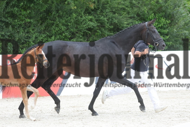 Verbandsstutenschau_Weilheim_2024_KN_47_Fabanacci (15) | Alle Fotos der Reiterjournal Fotografin Doris Matthaes im Reiterjournal Online-Fotoshop. - Realizado com Pictrs.com