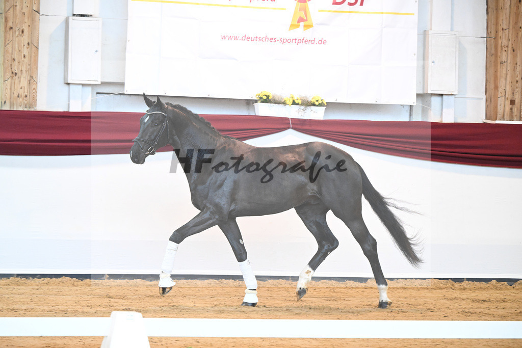 Kat-Nr. 22 v. Don Juan de Hus_Mueller_66220685 | hf-fotografie - Realisiert mit Pictrs.com