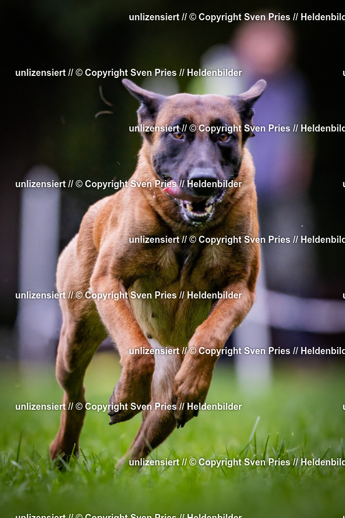 Sven Pries | 2024-10-19 - Hunderennen Ober-Grombach - Realisiert mit Pictrs.com