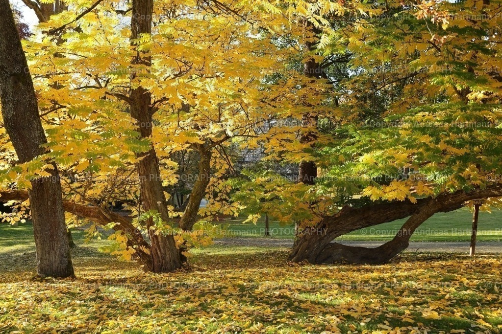 Herbststimmung im Park | Herbststimmung im Park - Realisiert mit Pictrs.com