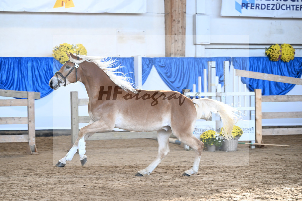 Kat-Nr. 13 Wolverine v. Westwind_Lechner_48250277 | hf-fotografie - Realisiert mit Pictrs.com