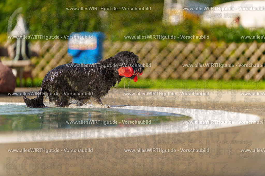 Hundeschwimmen_Grefrath_2026-allesWIRTHgut_Tierfotografie-13_12-7R508310 | Professionelle Tierfotografie in Mönchengladbach von Daniel Wirth (allesWIRTHgut). Liebevolle & natürliche Bilder von Hunden & Katzen für unvergessliche Erinnerungen.