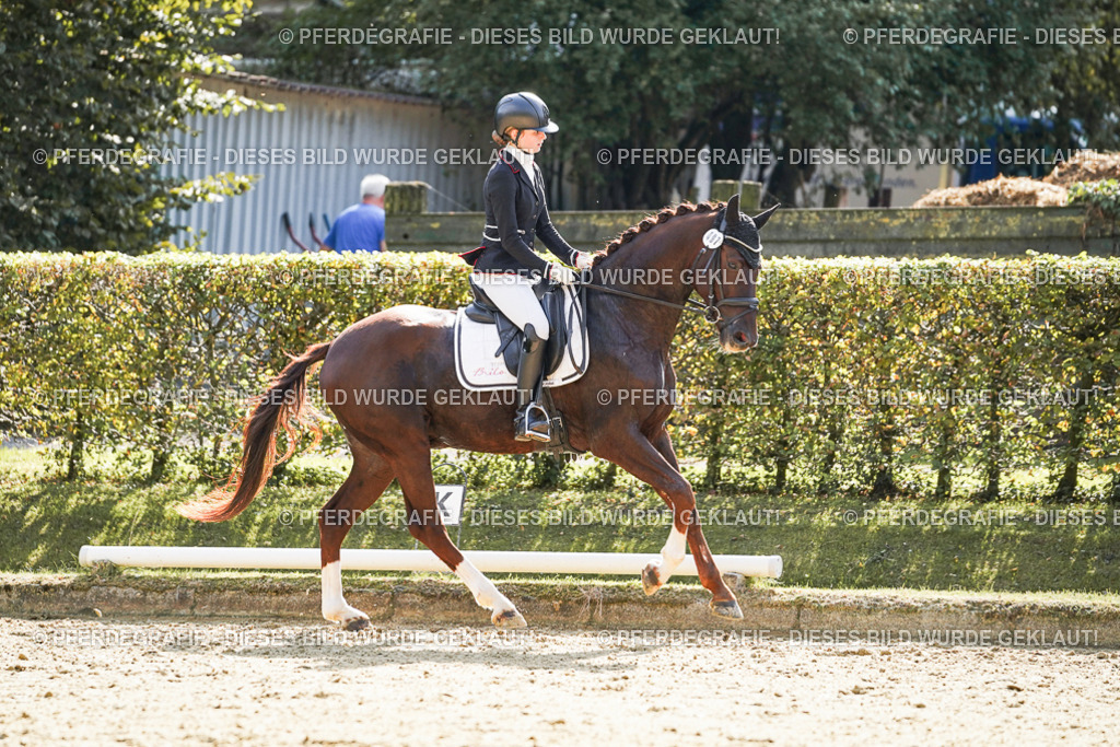 DSC08162 | Pferdegrafie